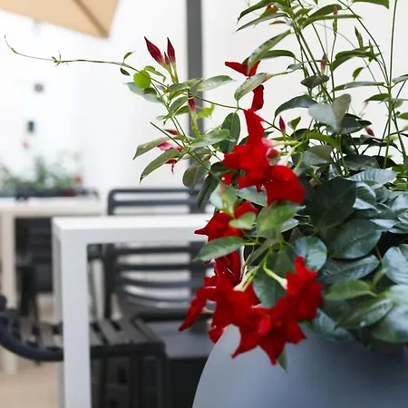 Couette-café Novilunio Andria